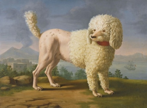 Portrait of Codina (believed to be Lady Hamilton’s poodle), the Bay of Naples with a British mon-o-w