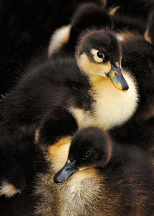 ducklingcentral: chasingrainbowsforever: Ducklings Photo by Bill Dodsworth on Fivehundredpx jus