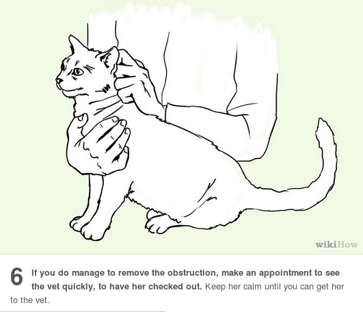 I always see the dog choking info on here, so here’s what to do if a kitty is choking