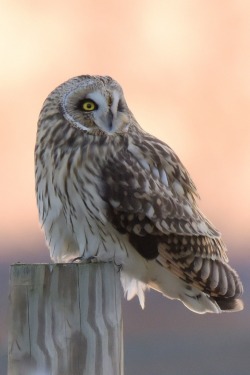 0ce4n-g0d:  Short-eared owl by Dana Kalir