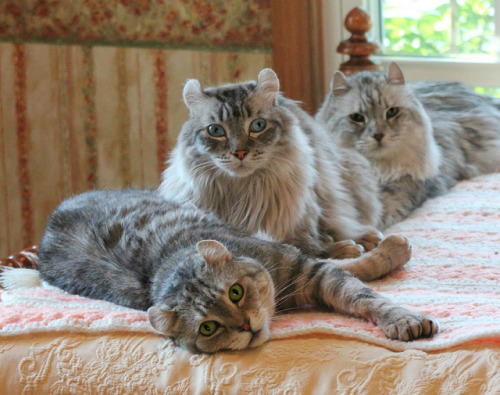 Highlander Lynx Cats - They have curled ears, bobtails, and are polydactyl. (by Highlander Haven)