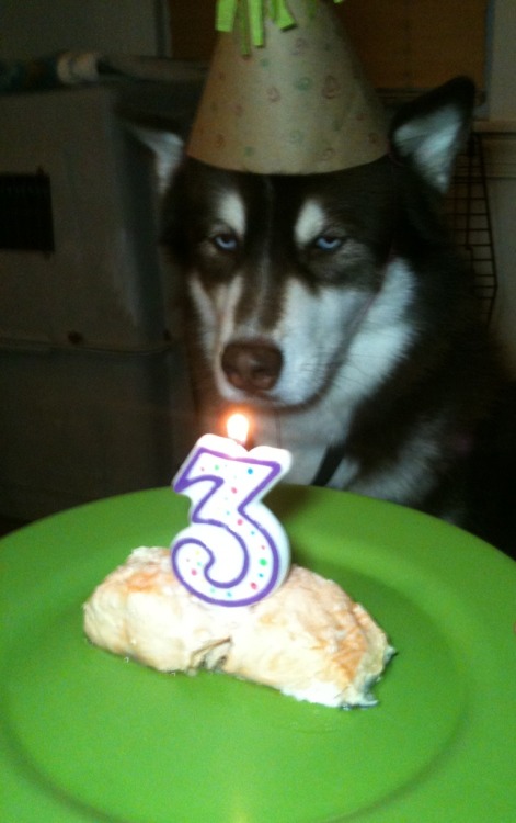 hotdiggitydogblog: I have no idea how I’m going to top Max’s 3rd birthday. Obviously it 