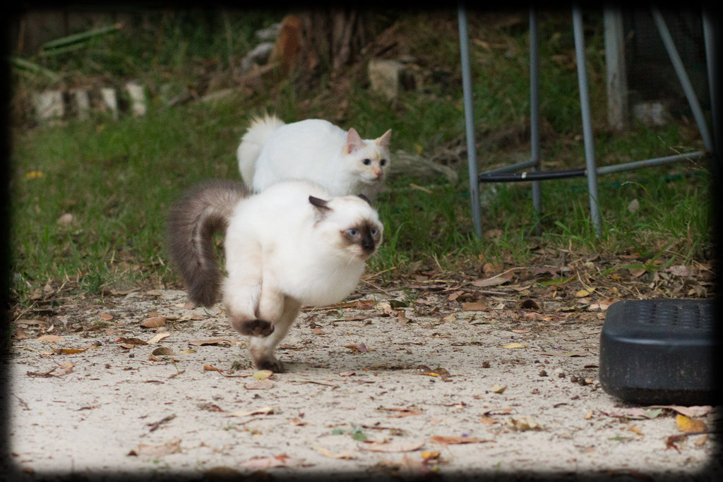allyspock:  catsbeaversandducks:  Fun in the Yard with Milo and Diesel Photos and