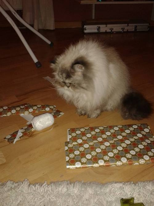 catsbeaversandducks:10 Cats Who Don’t See The Point In Wrapping Christmas Presents “Oh c'mon, you kn