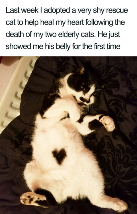 nightfall-in-winter: rubyrosettared: awesome-picz: Wholesome Cat Posts That Will Hopefully Make Y