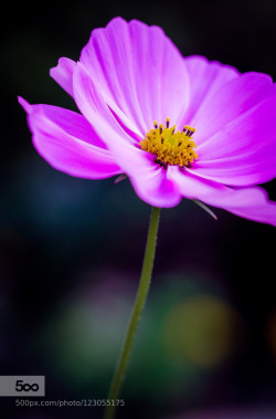 morethanphotography:  Floral magic by edithnero 