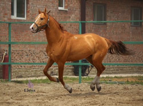 russianhorses:Don Horse stallion Grebok (”A stroke of the oar“)