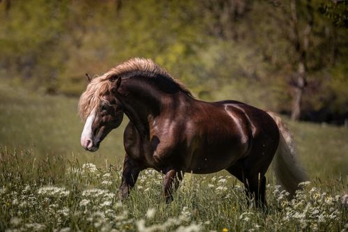 horsesarecreatures: Black Forest Horse stallion Roter Milan at the state stud Marbach The Pixel Noma