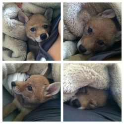 awwww-cute:  Cuddling an abandoned coyote