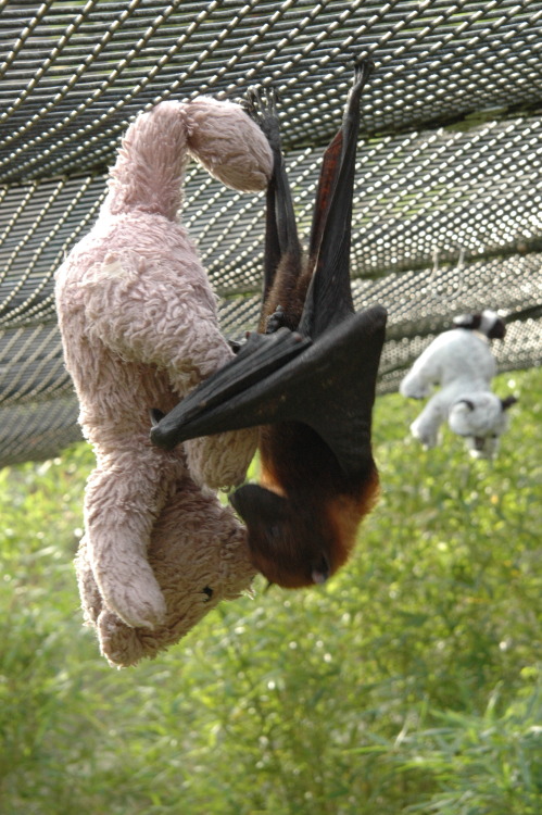 finn-theheroguy:  anhonestdrug:  A bat holding a teddy bear.   