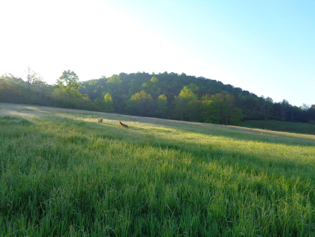 BEFORE all the nuisance, I was here ^ trying to remove milkweed from the hay field. It’s welcome in other places on the farm, 