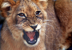 earthlynation:  Rawr by Erin Gardner on Flickr. 