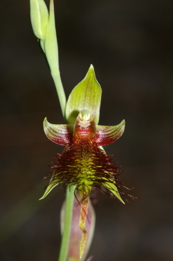 darkinternalthoughts:  Red Bearded-orchid - this little ground orchid was growing not far from our front door. 