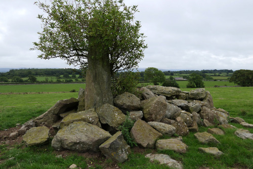Tyddyn-Bach Standing Stone, nr Bryn Celli Ddu Burial Chamber, Anglesey, 14.8.18.Another new site for