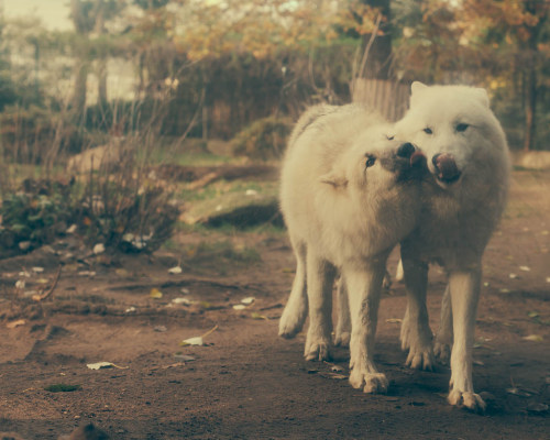 elegantwolves:  by Jeremy Leaird-Koch