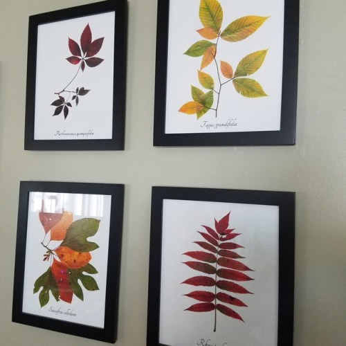 The thing where you make you parents decorate with your art. #pressedbotanicals #pressedleaves (at E