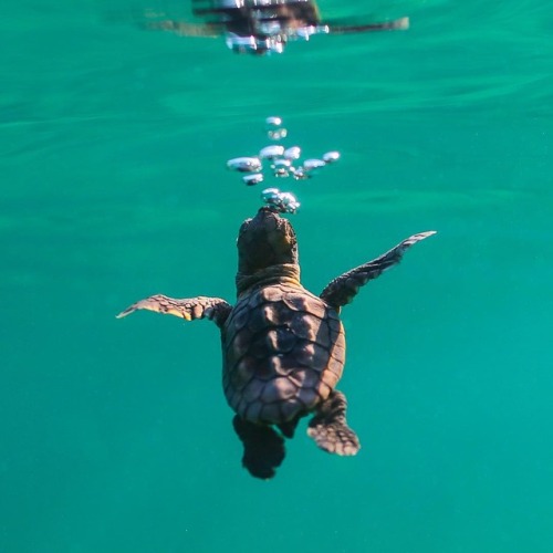 atraversso:Little Turtle ♥ by Benjhicks