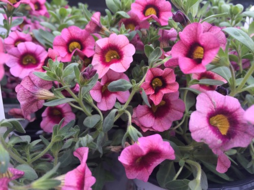 kinomatika:  Went to a nursery today p:  Bonus points if you can name every variety!