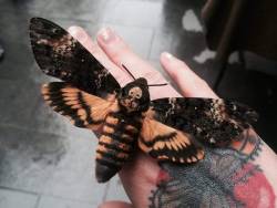 chubbie-bunnie-96:Death’s-head hawkmoth adult photos