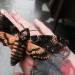chubbie-bunnie-96:Death&rsquo;s-head hawkmoth 💀🖤