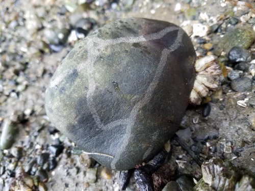 marandart:Washington’s beach rocks make my soul happy.Some nie diversity of crustal rocks here.