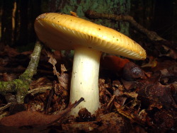 raverams:  Yellow swamp brittlegill / Gele