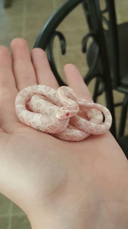 Nova, the snow cornsnake