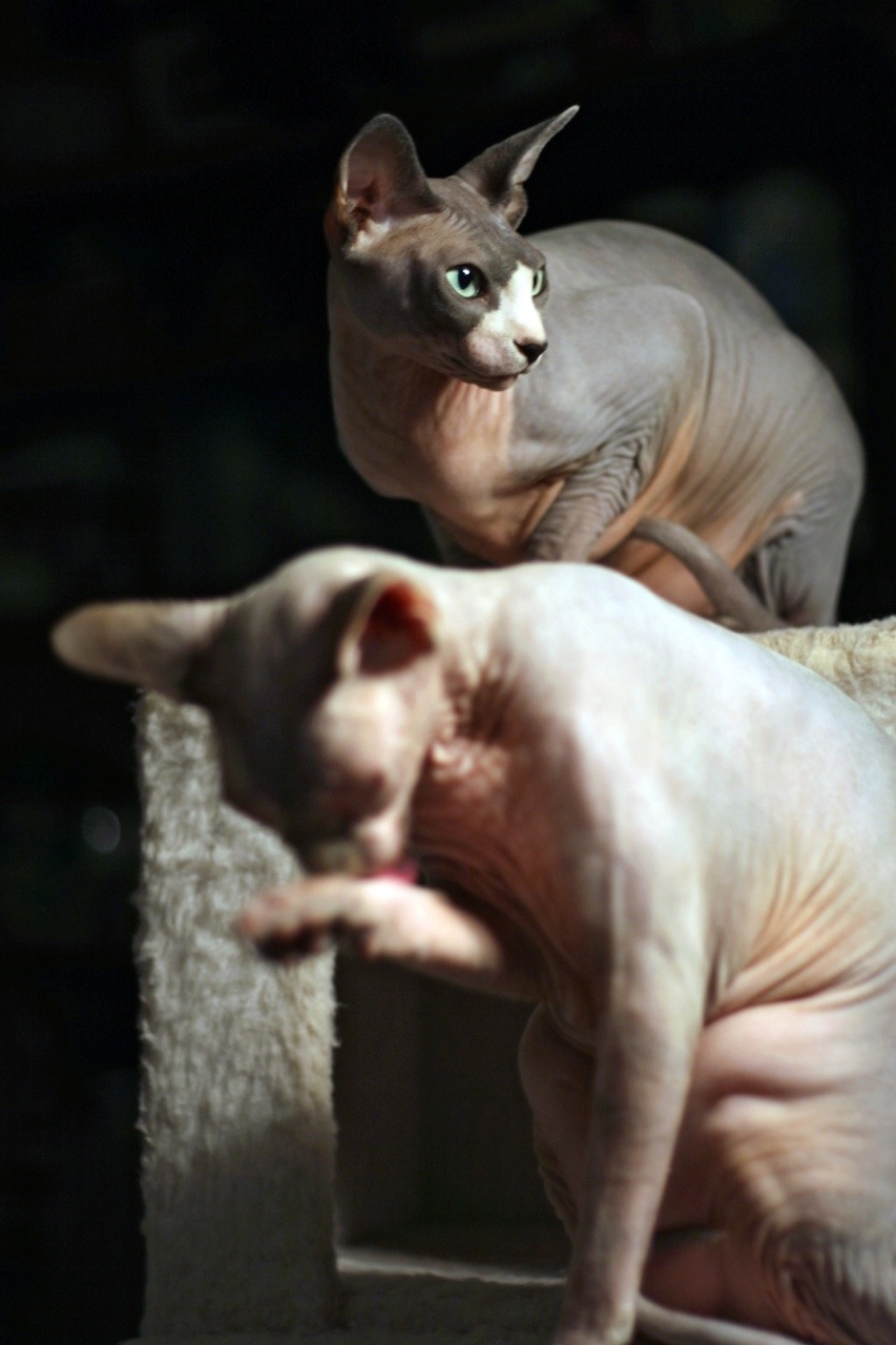 passionatetexasgal:  captainandhiskitten:  Captain’s Kitten fresh from waxing 😺