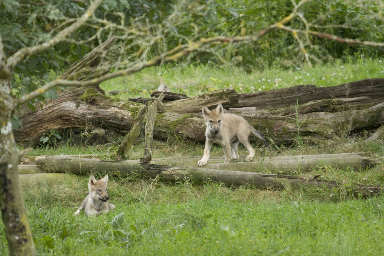 wolveswolves:  Wolves in Vogezen (France) have pups It’s known for a while that