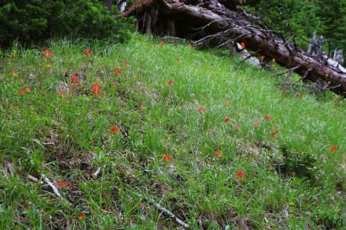 “Orange Paintbrush Flowers Along The Mountain” Taken with Canon T6I Location: Banff, Alb