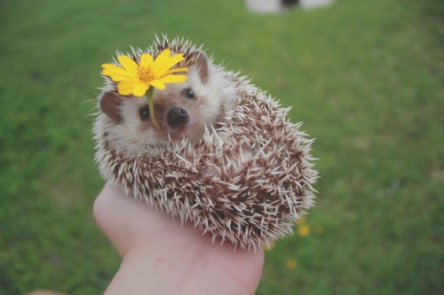 seri0uslybecca:hedgehogs and flowers