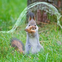 emeraldcharos:   icameas-roman:  tha fuck? This squirrel water bending!   