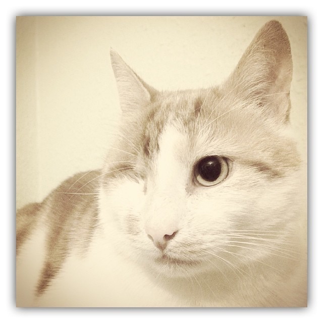sfhfc:  GRAY’S GALLERY  Here is our delightful Solomon. Solomon lost his eye due