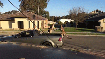 falcon-hyes:  number1withabullet:  sizvideos:  Video  meanwhile in australia… 
