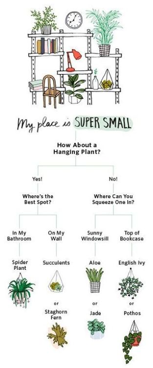 herbwicc:  plantinghuman:  Funny way to find out which plant you might like to buy. Source: apartmen