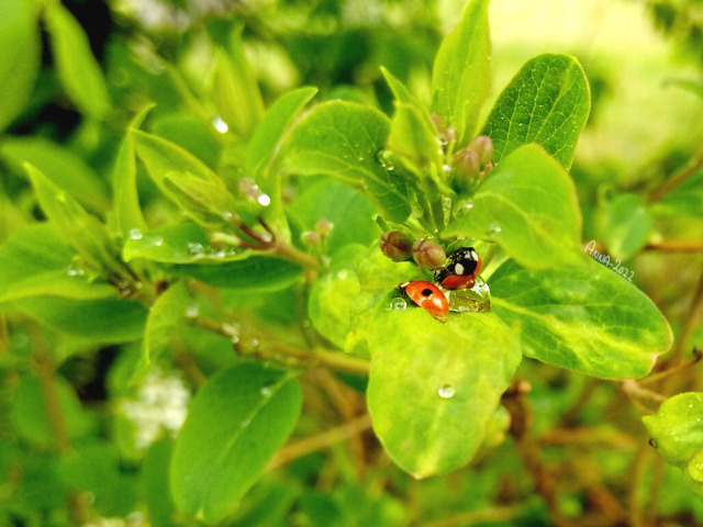 Taking shelter from todays rain, they were hiding under the leaf, maybe they should have aimed for the bigger leafs.I do enjoy my phone camera when nice photos appears under good circumstances =3 #anna photographs#my photo#ladybugs#insects#amature photographer #once in a while #nature#spring