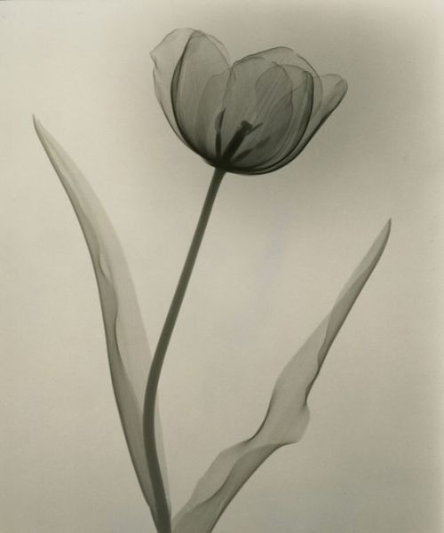 Dr. Dain L. Tasker | Tulip, 1931.