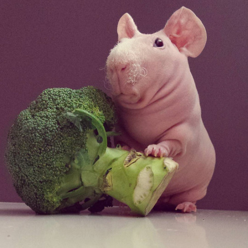 trixalla:  perenolde:  boredpanda:    Naked Guinea Pig Poses With His Favorite Food    is that a nug  That’s a nug 