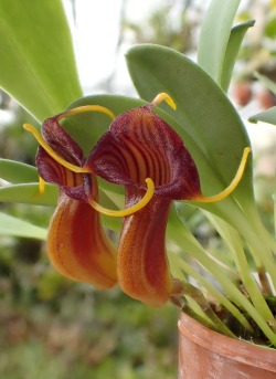 orchid-a-day:  Masdevallia ventricularia