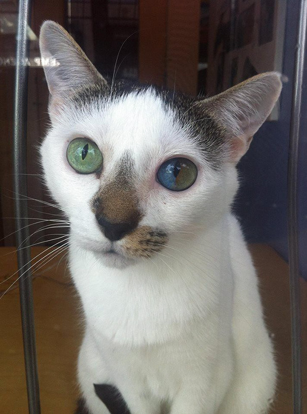 awesome-picz:    This Cat’s Eyes Have A Whole Universe Inside.   Just beautiful