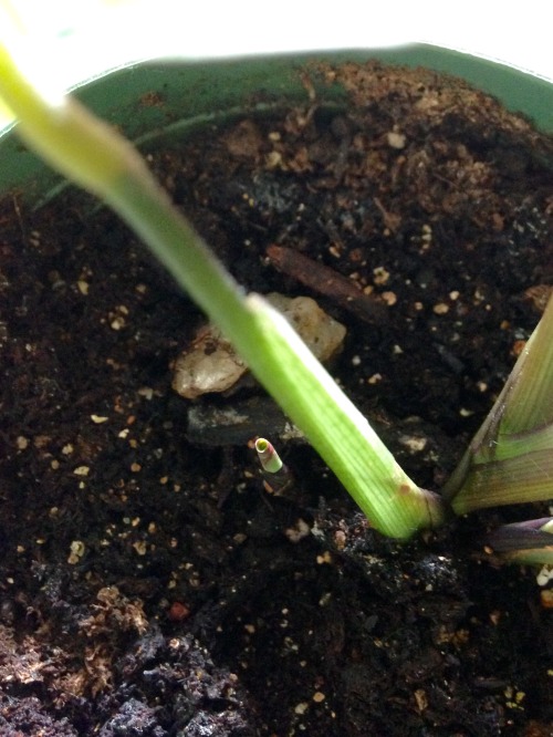 A new sprout next to my main prayer plant. Happy it’s looking healthy again!