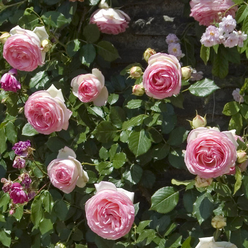 myfoodsflowers