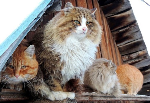 Siberian Cats are amazing and smashing! Unusual colony of ginger cats in little Russian village — re