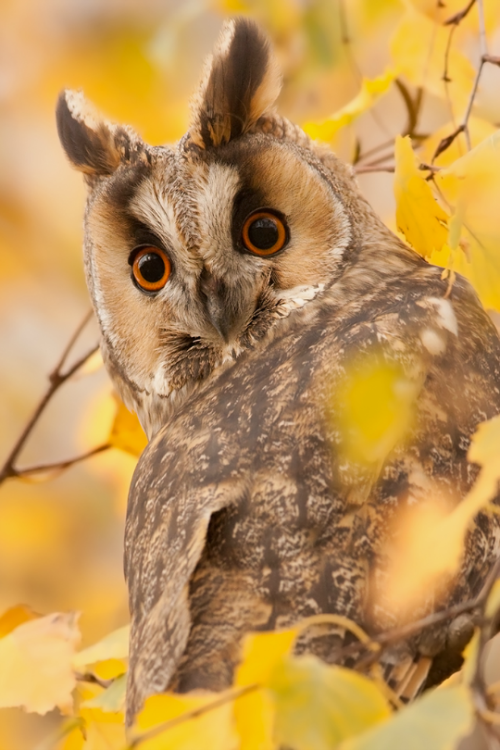 tulipnight:Long-eared Owl by Denis Bitter