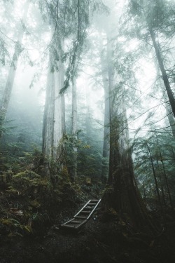 alecsgrg:Drifting fog | ( by Dylan Kato )