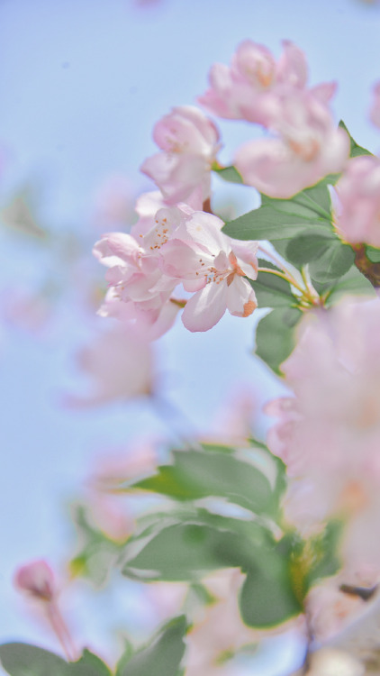 fuckyeahchinesegarden:chinese crab apple flowers (haitang海棠) by 砚冰-Yanbing