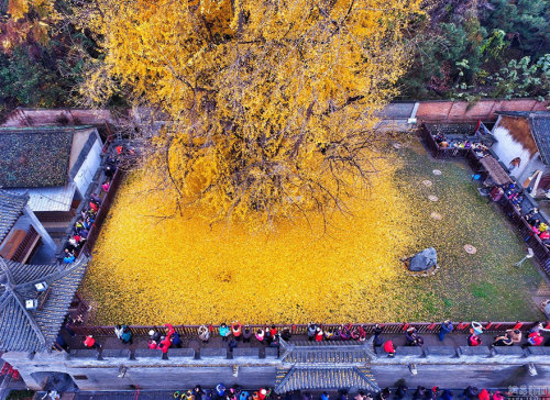 awesome-picz:   1,400-Year-Old Chinese Ginkgo Tree Drops Leaves That Drown Buddhist Temple In A Yellow Ocean. 