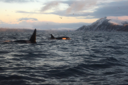 expressions-of-nature:  by Sirpa Winter whale watching in Norway 