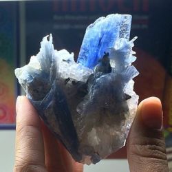 phenomenalgems:  💦 I just had to treat myself to this gorgeous translucent Kyanite in Quartz, from @elloroboulder. It really caught my eye with that glowing blue color! Just sharing, nfs. 😘 💦 #kyanite #quartz #mineral #crystal #cluster #specimen