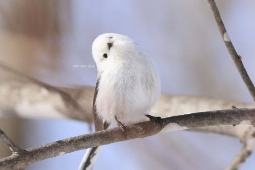 animal-addiction-love:It is said that this is the most adorable bird in the world. Its scientific na